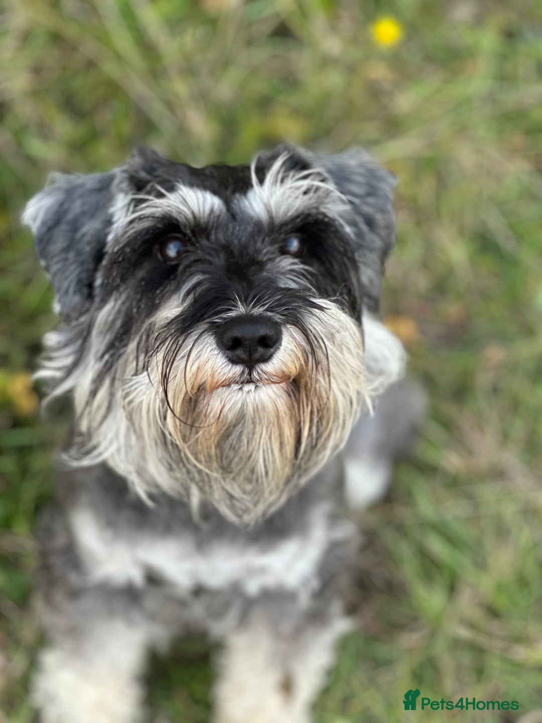 Miniature Schnauzer dogs for sale: Miniature Schnauzers - Advert 8