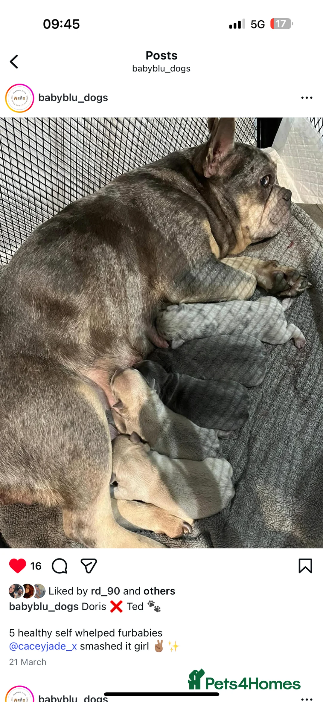 French Bulldog dogs for sale: French bulldog furbabies  in Dunstable - Advert 1