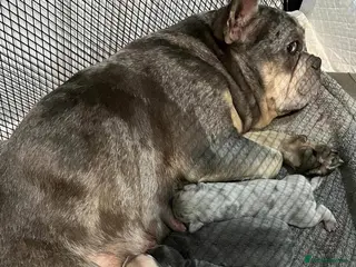 French Bulldog dogs French bulldog furbabies - Advert 11