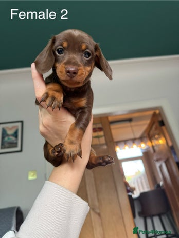 Miniature Dachshund dogs ‼️ READY NOW‼️ Miniature smooth hair dachshund - Advert 13