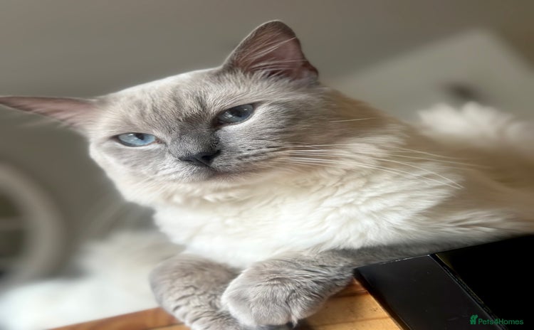 Ragdoll cats in Newport - Advert 11