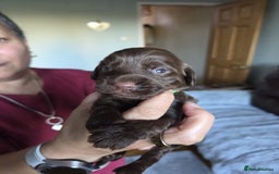 Cockapoo dogs for sale: Adorable F2b Cockapoo Puppies – Ready to Reserve  - Image 26
