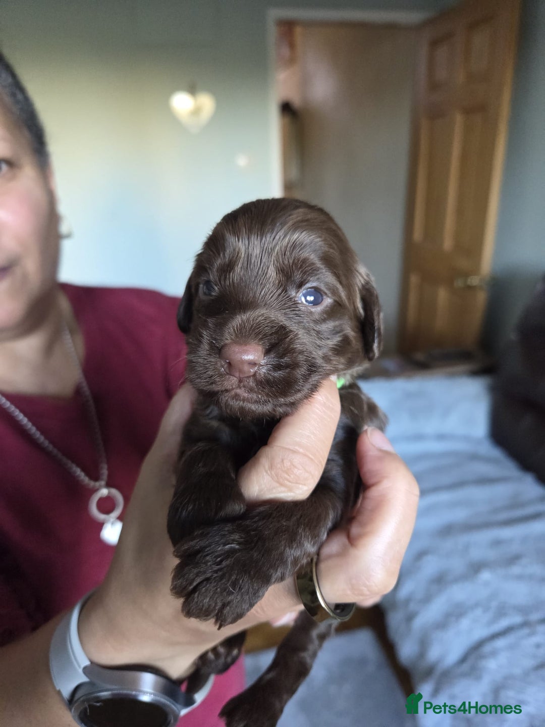 Cockapoo dogs for sale: Adorable F2b Cockapoo Puppies – Ready to Reserve  - Image 26