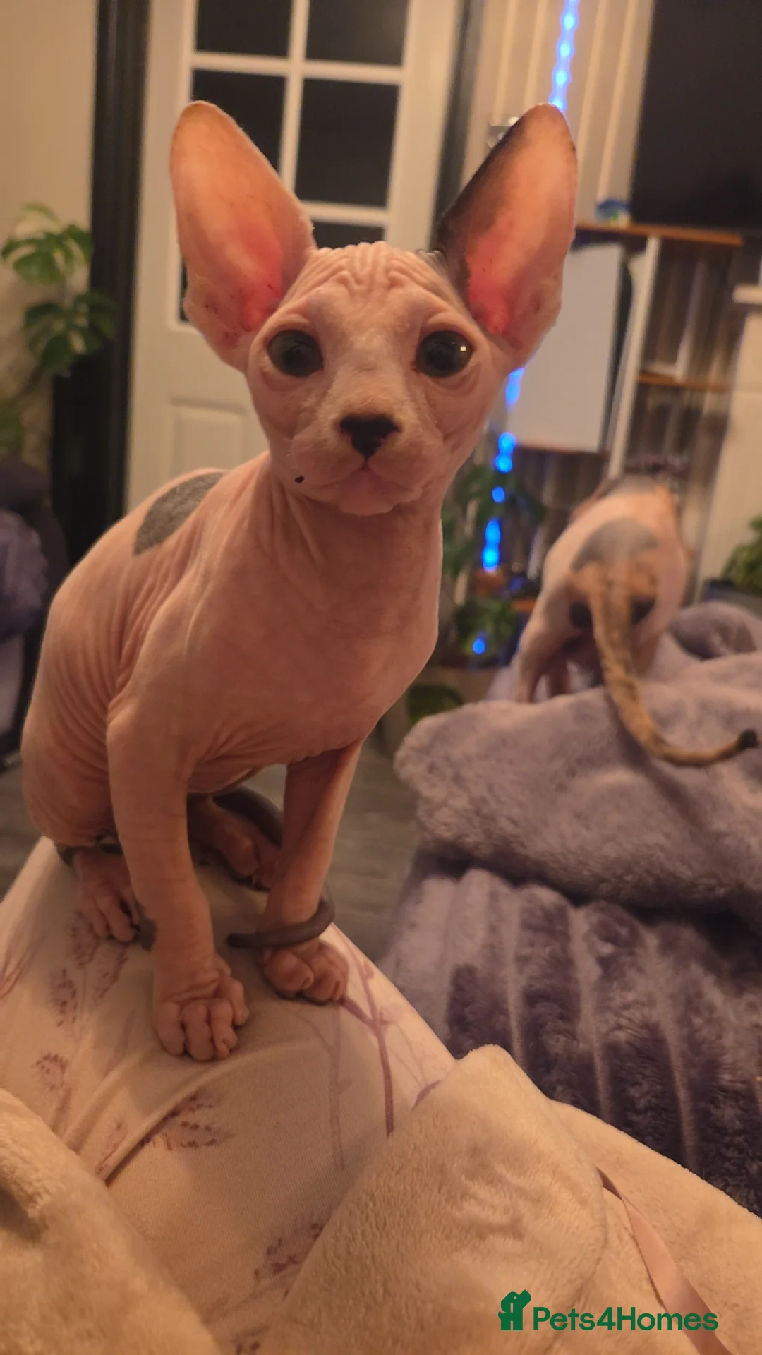 Sphynx cats for sale: 2 beautiful Sphynx babies  - Advert 7