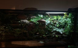 Gecko reptiles for sale: Harlequin Tricolour Crested Gecko + Large Tank - Advert 24