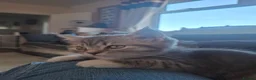 British Shorthair cats for sale: Adorable british shorthair x ragamuffin kittens - Advert 7
