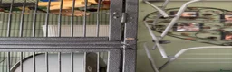 Rat rodents for sale: 4rats & full cage set up  - Advert 14