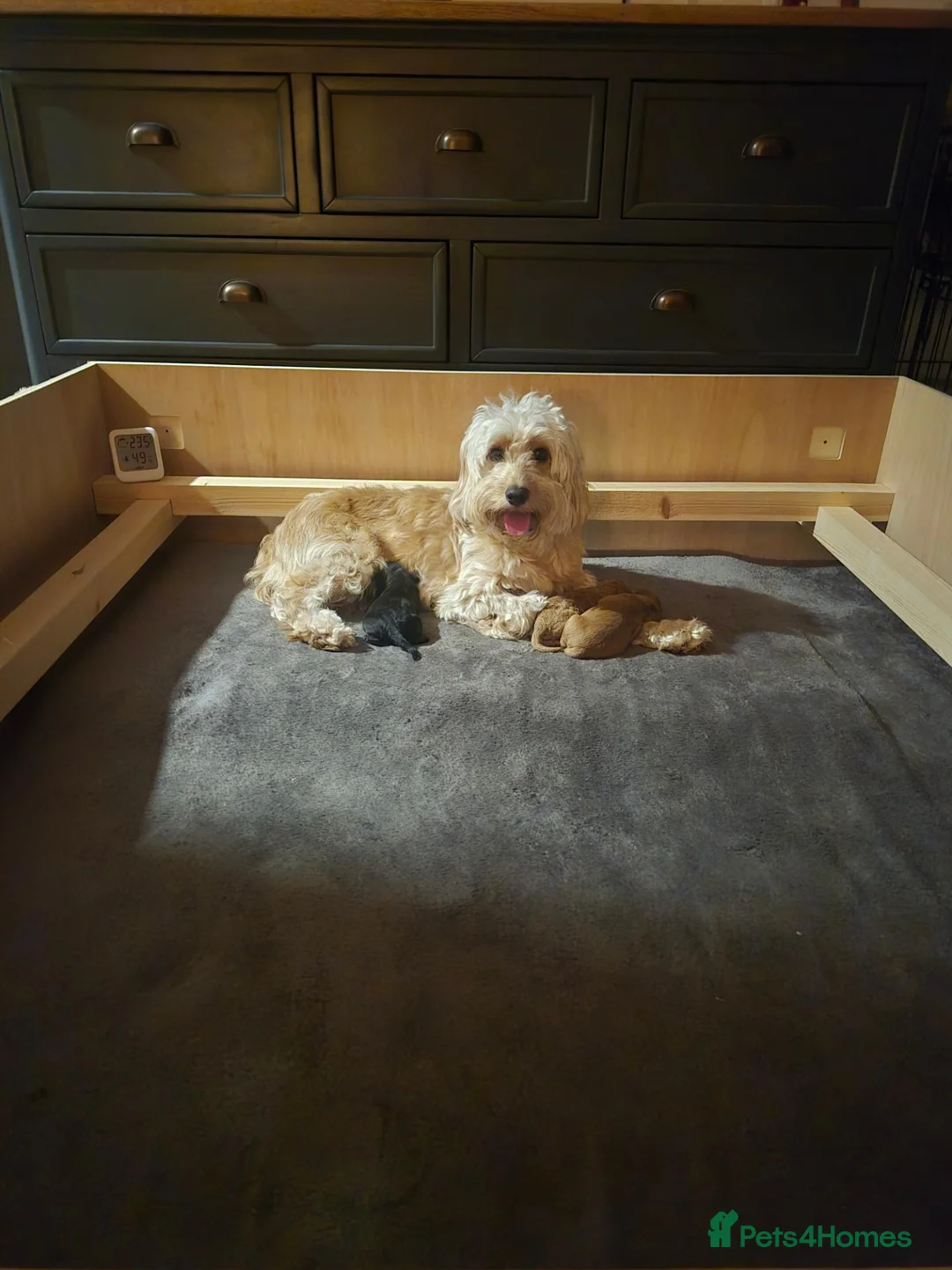 Cockapoo dogs for sale: F2 cockerpoo  - Advert 2