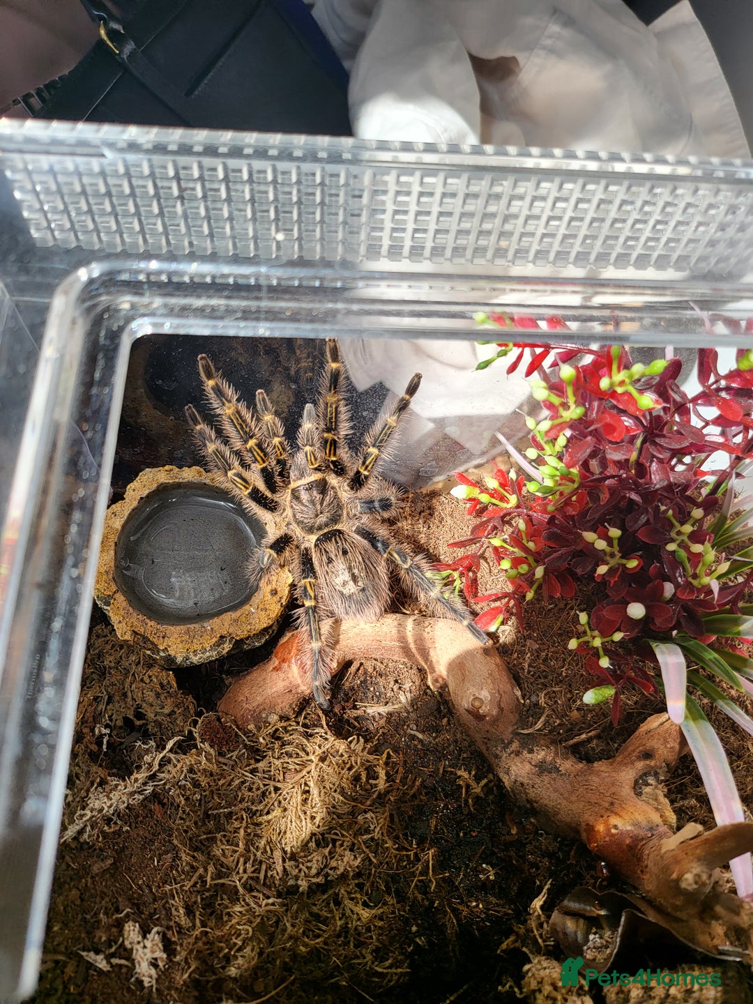 Tarantulas invertebrates for sale: MM Grammostola Pulchripes  - Image 1
