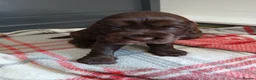 Cocker Spaniel dogs for sale: Kc registered cocker spaniel puppies  - Advert 31