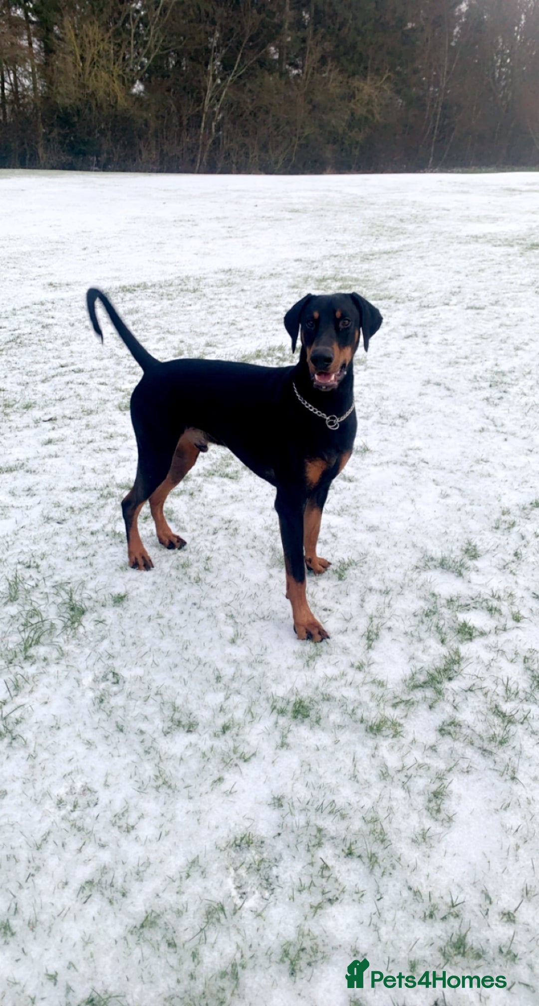 Dobermann dogs for sale: Wonderful Doberman for unfortunate adoption  - Advert 21