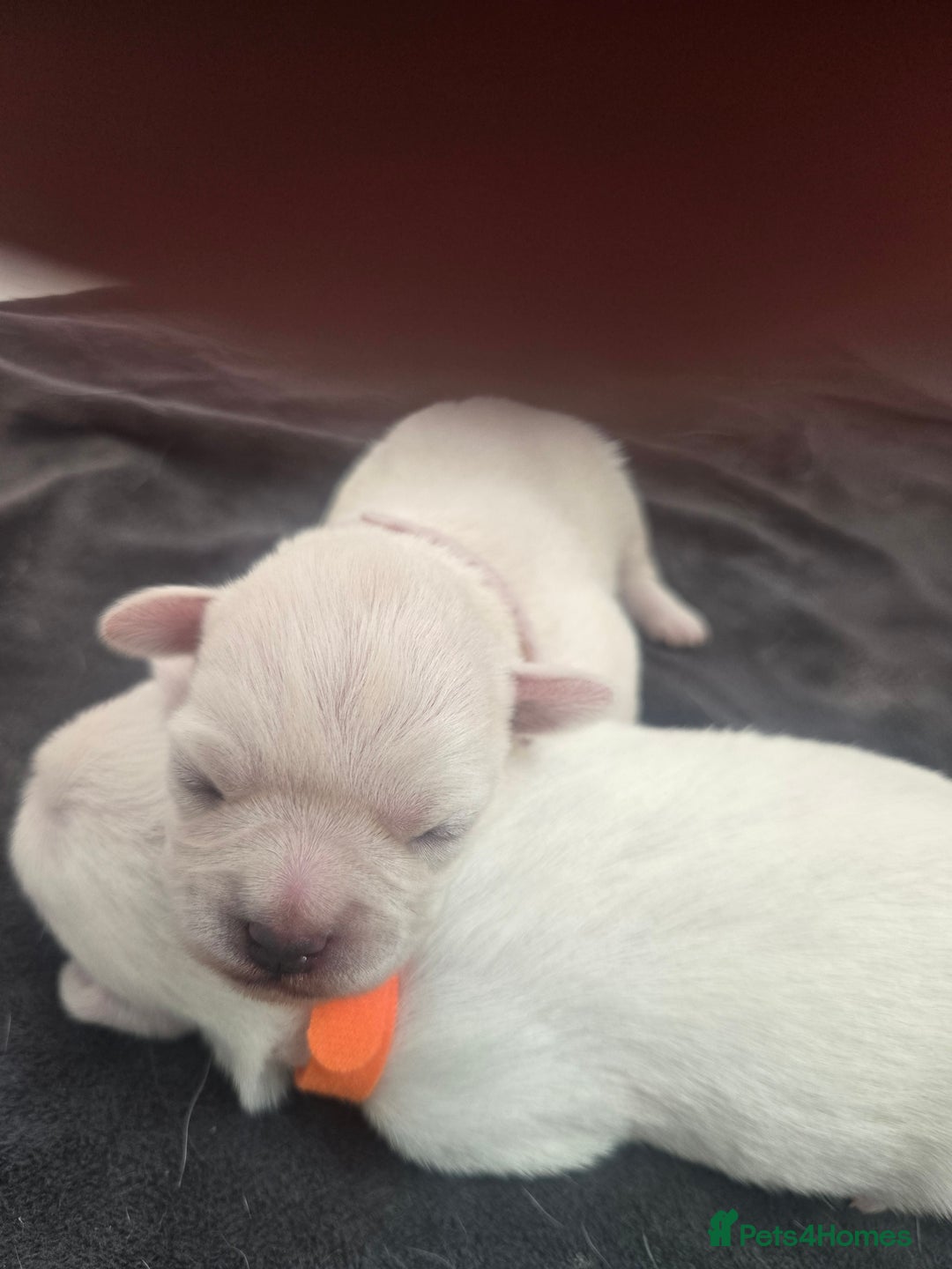 Mixed Breed dogs for sale: pug/bischion frise - Image 3