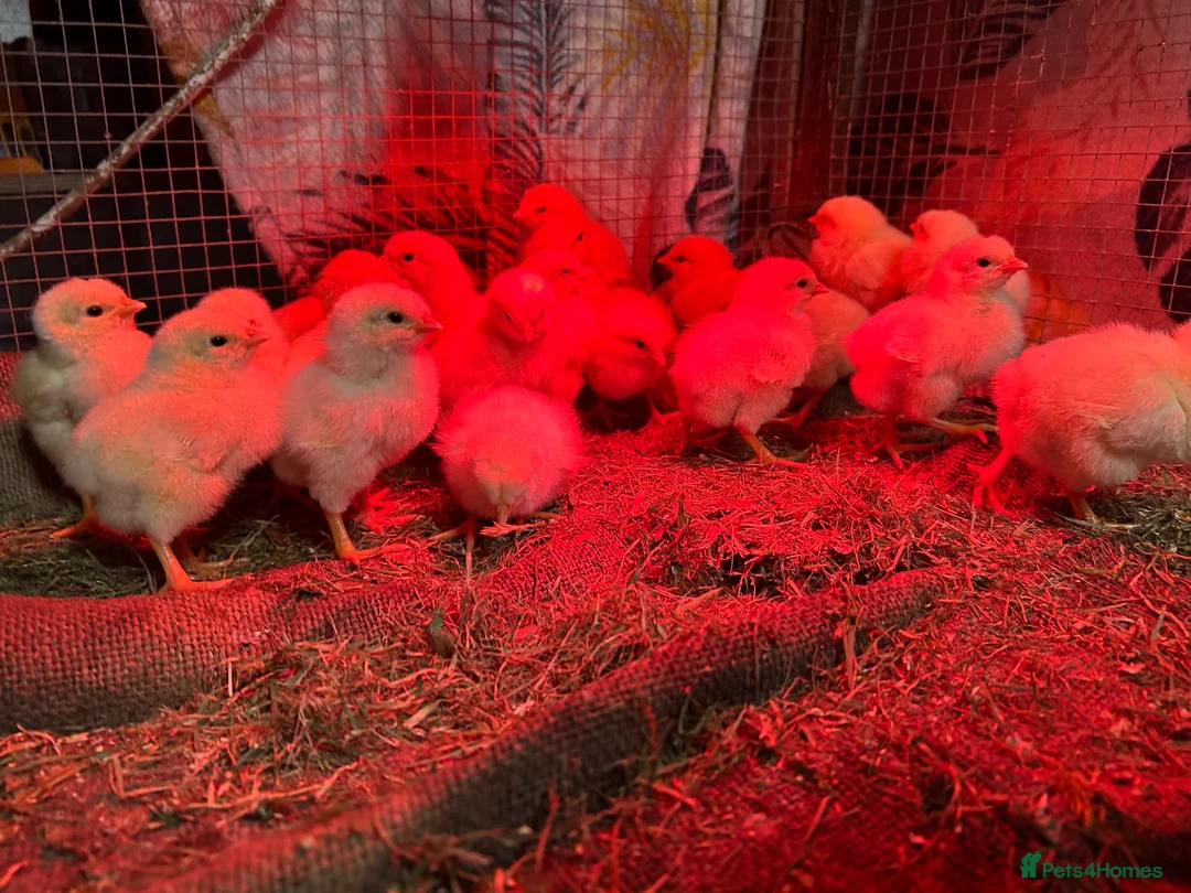 Chickens poultry for sale: Beautiful Light sussex chicks - Advert 2