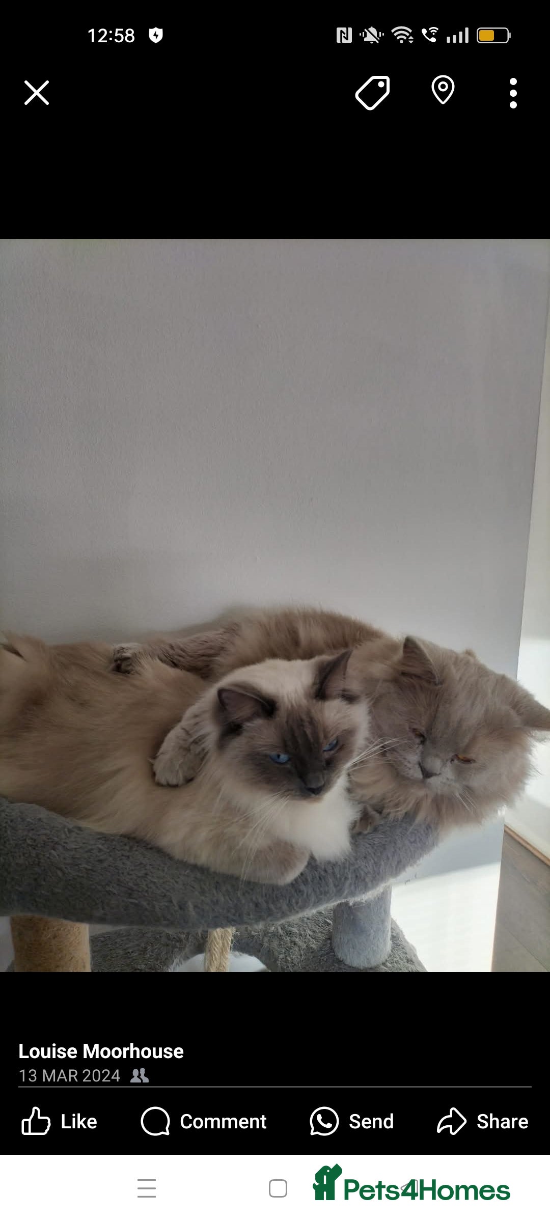 Ragdoll cats for sale: beautiful cats for sale - Image 2