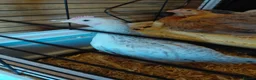 Chickens poultry for sale: Two cream.legbar cockerals.for sale in Bridgend - Advert 3
