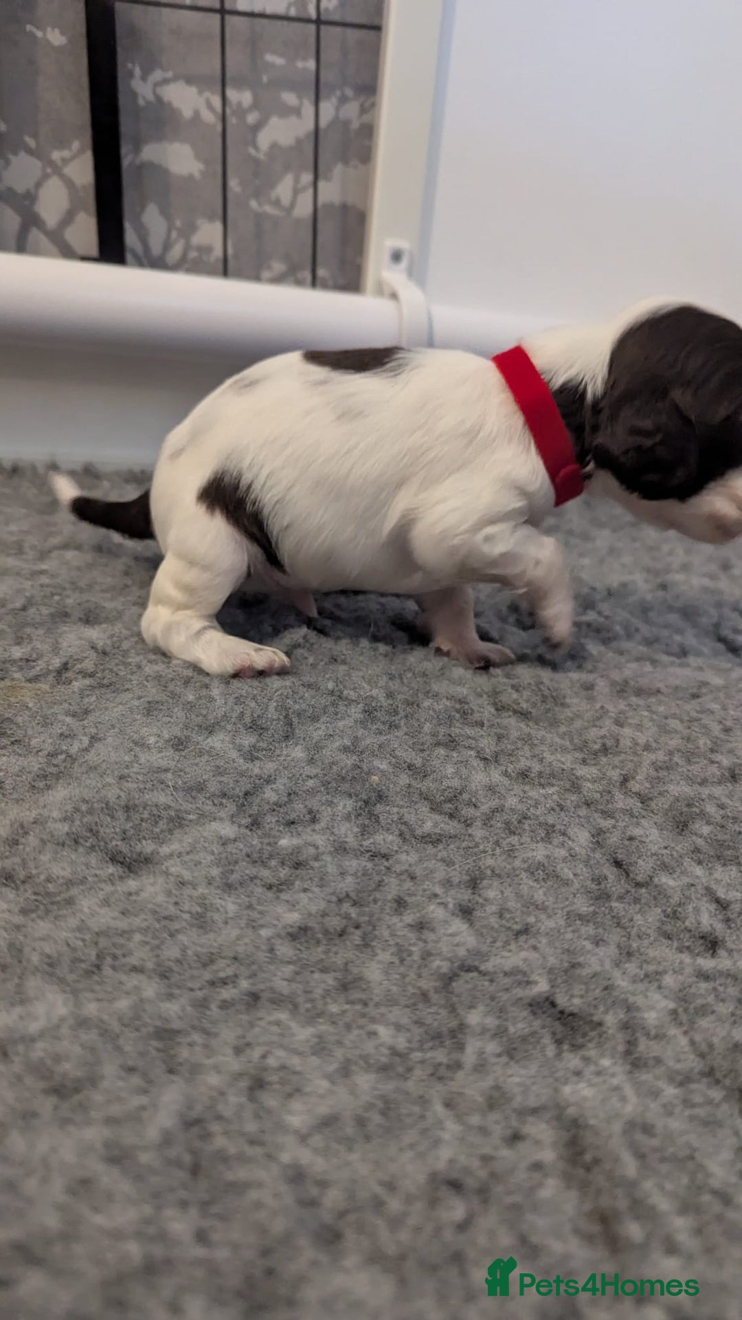 English Springer Spaniel dogs for sale: Adorable Springer Spaniel Puppies - Image 12