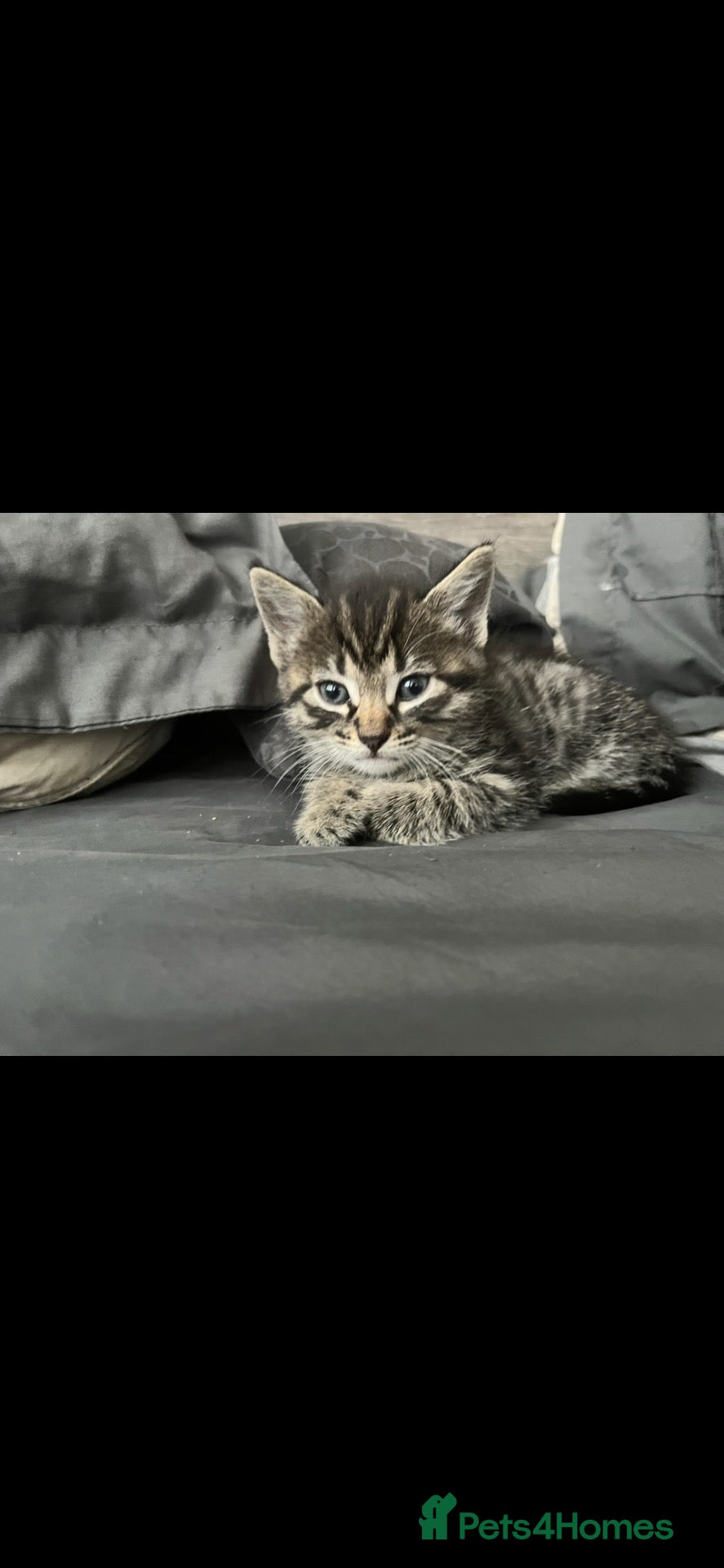 Ragdoll cats 7 beautiful rag doll x maine coon  - Advert 7