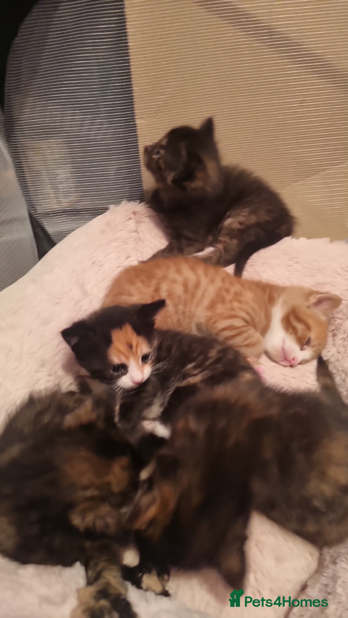 Mixed Breed cats Kittens for sale beautiful  - Advert 8