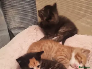 Mixed Breed cats Kittens for sale beautiful - Advert 1