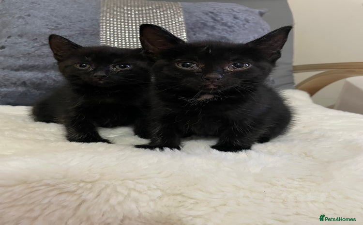 Domestic Shorthair cats - Advert 1
