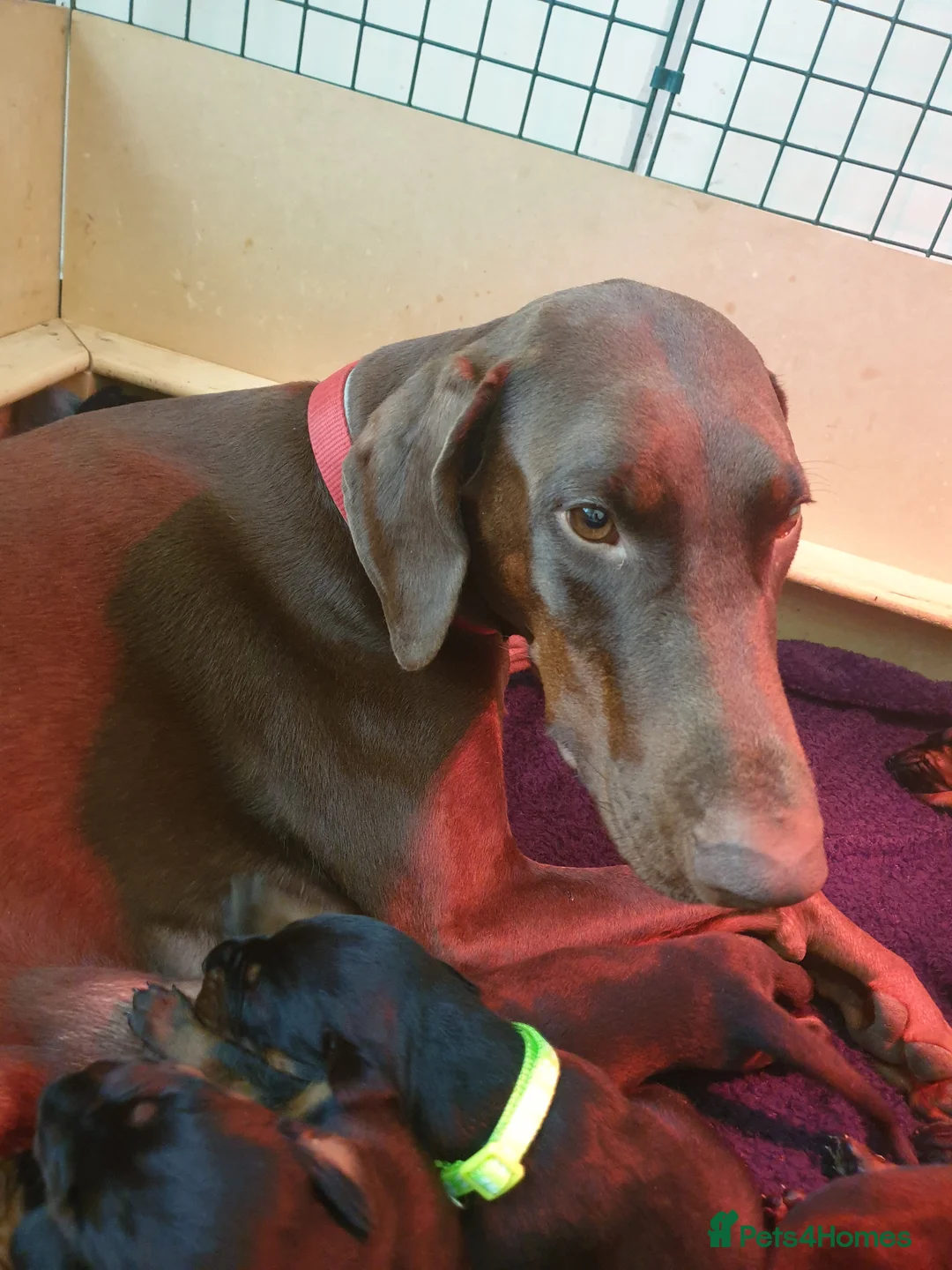 Dobermann dogs for sale: ☆☆ Doberman puppies Top class line ☆☆ - Advert 2