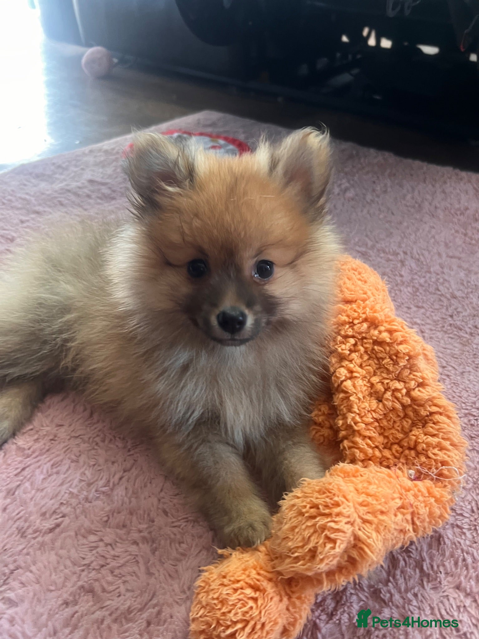 Pomeranian dogs Pomeranian Puppies - Advert 3