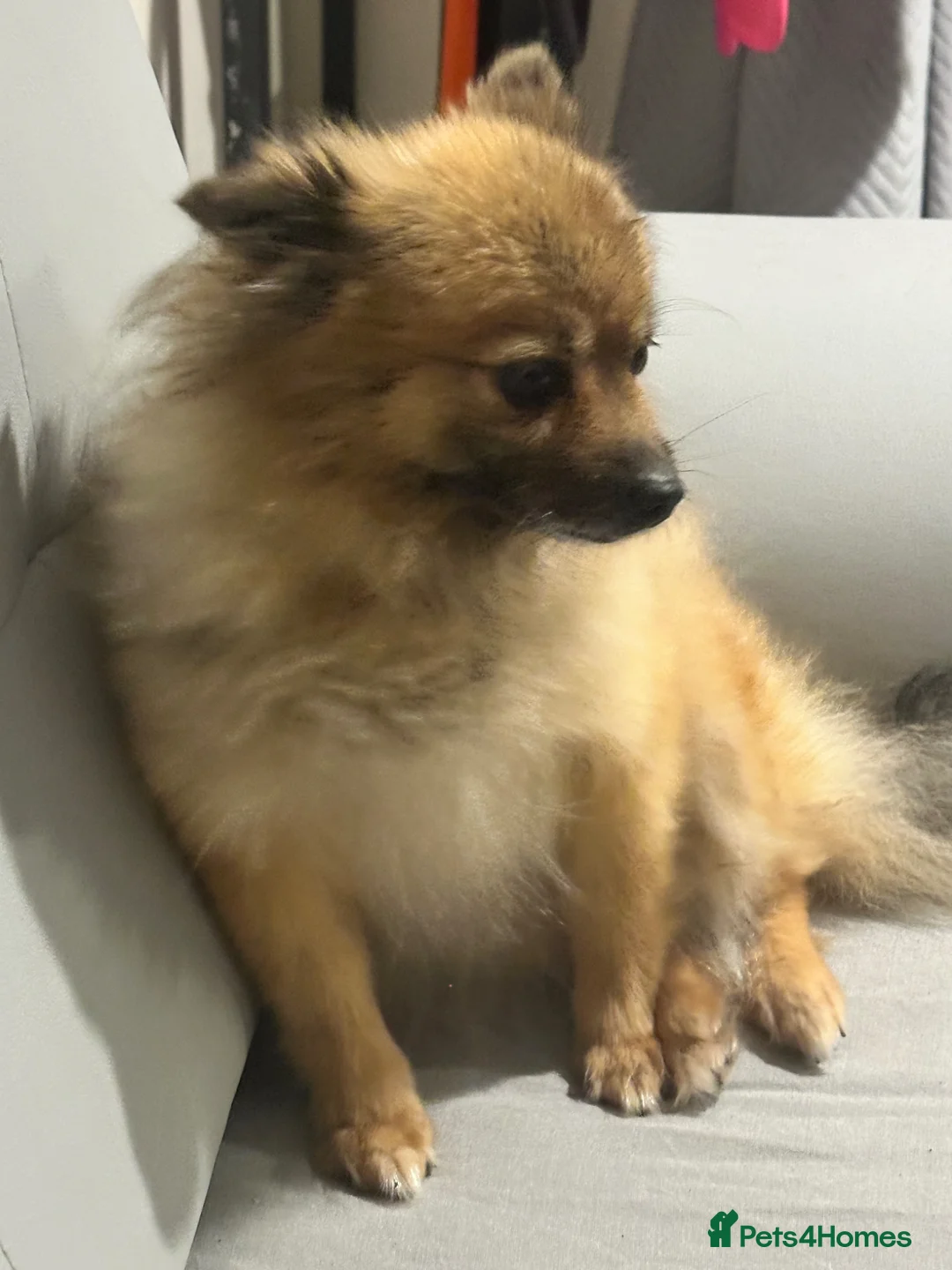 Pomeranian dogs for sale: Pomeranian female 2 years old - Advert 2