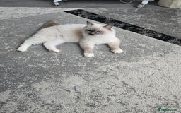 Ragdoll cats for sale: Blue mitted european girl - Image 10