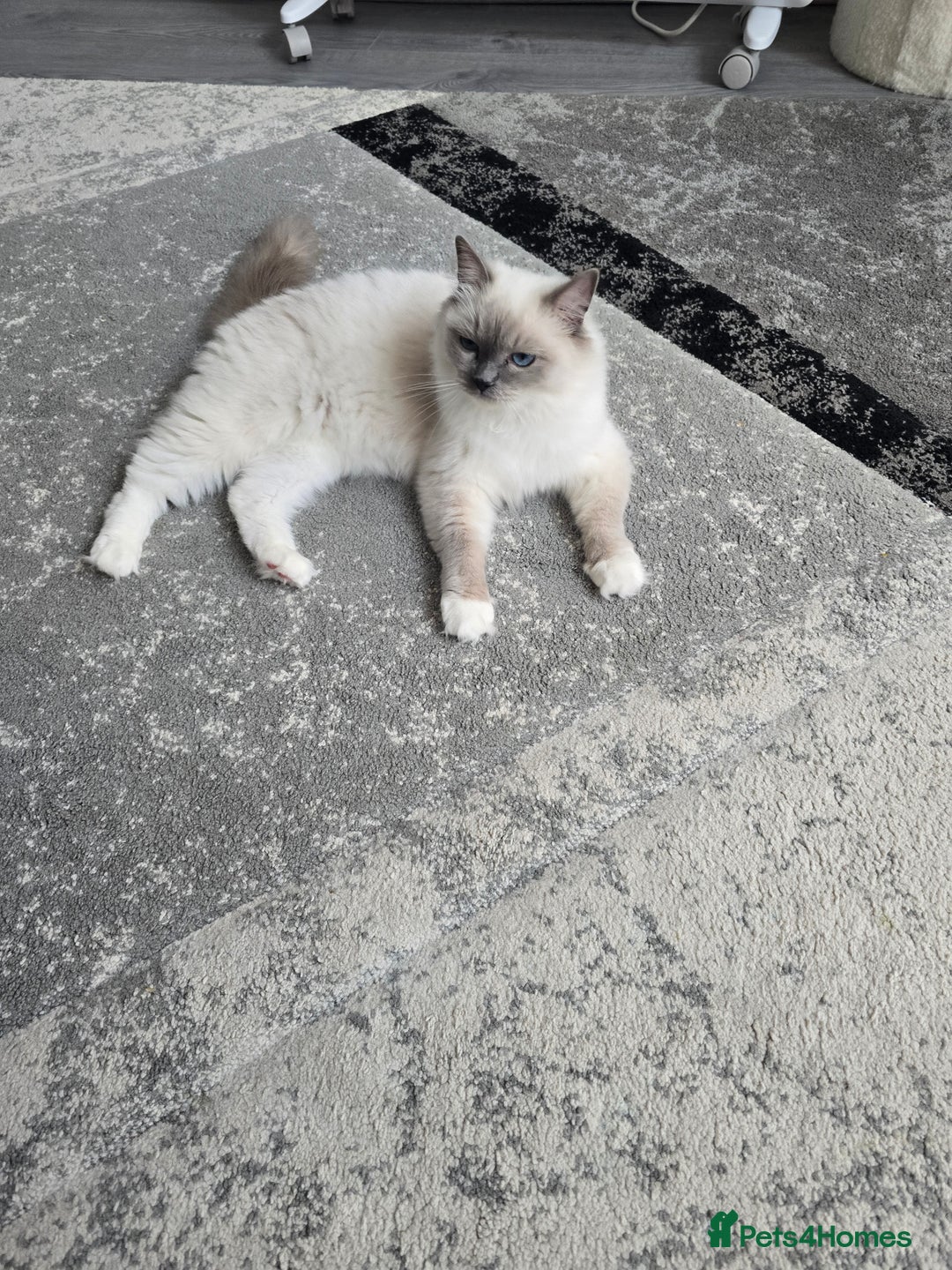 Ragdoll cats for sale: Blue mitted european girl - Image 10