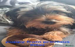 Yorkshire Terrier dogs for sale: YORKSHIRE TERRIER PUPPIES with OWN VET HEALTH CERT - Image 27