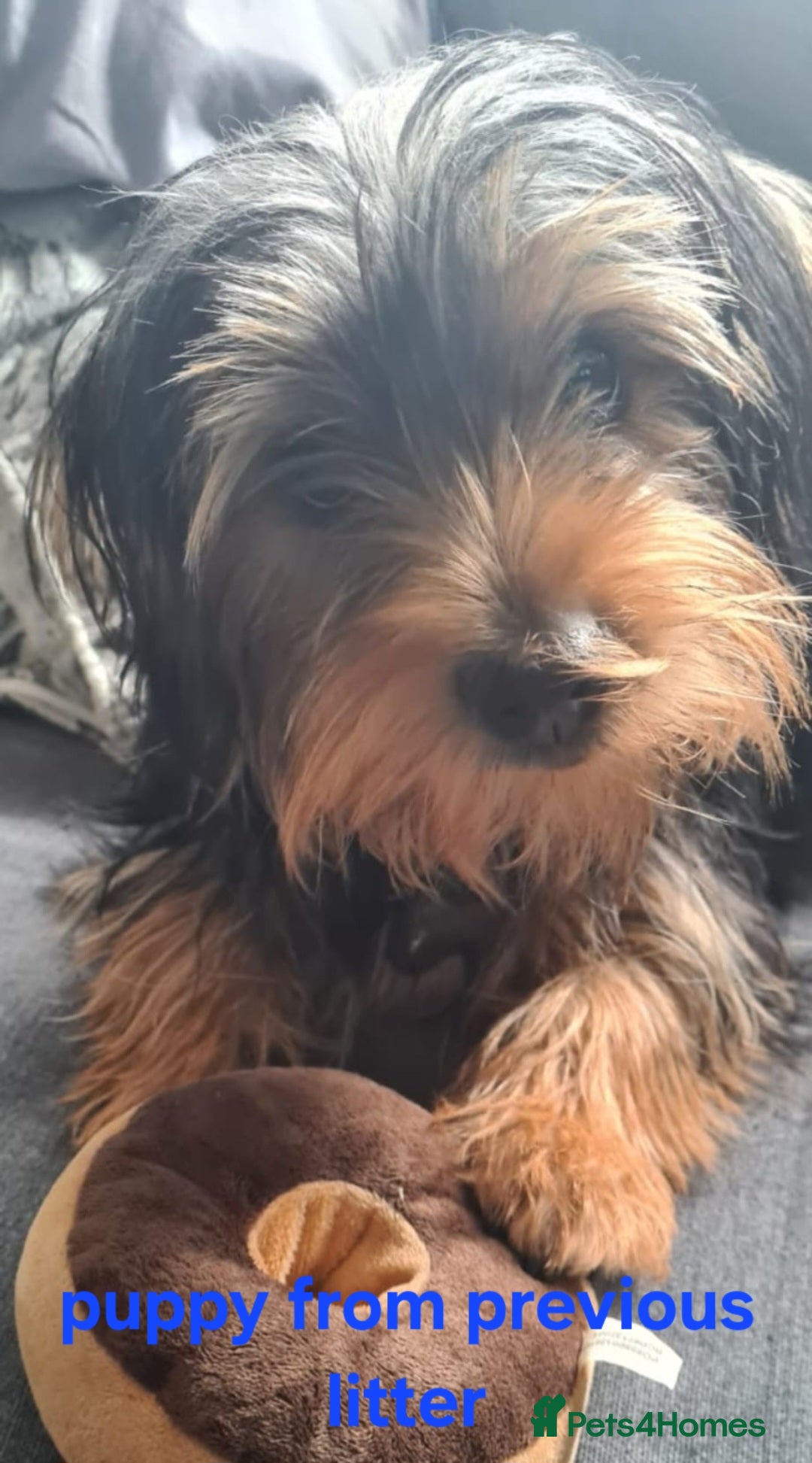 Yorkshire Terrier dogs for sale: YORKSHIRE TERRIER PUPPIES with OWN VET HEALTH CERT - Image 27