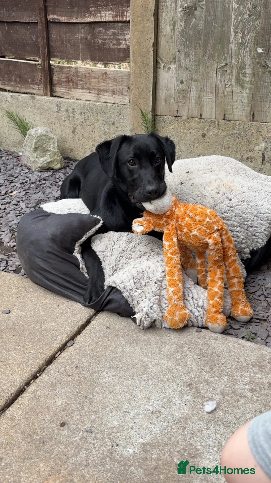 Labrador Retriever dogs for sale: 1 year old Male Lab in Preston - Advert 2
