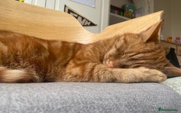 Domestic Shorthair cats for sale: Gino- 5 years Loving male ginger tabby - Image 4
