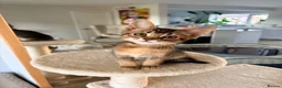 Mixed Breed cats for sale: Two Beautiful Abyssinian Cross Girls - Advert 7