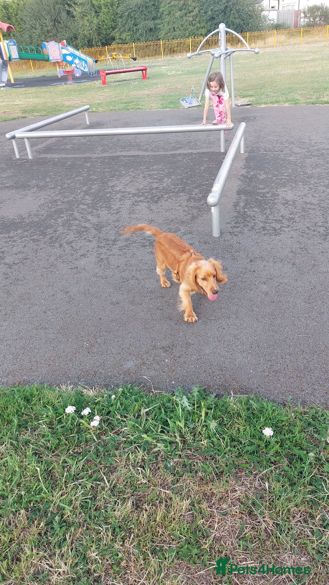 Cocker Spaniel dogs for sale: Our lovely Mina - Image 8