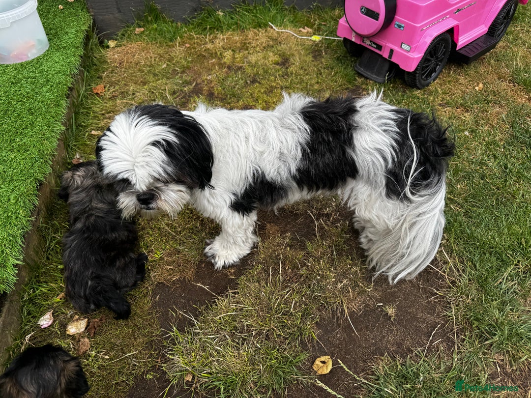 Shih Tzu dogs for sale: Shih tzu puppies looking for a forever home. - Image 3