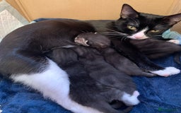 Domestic Shorthair cats for sale: Tabby kittens for sale - Image 17