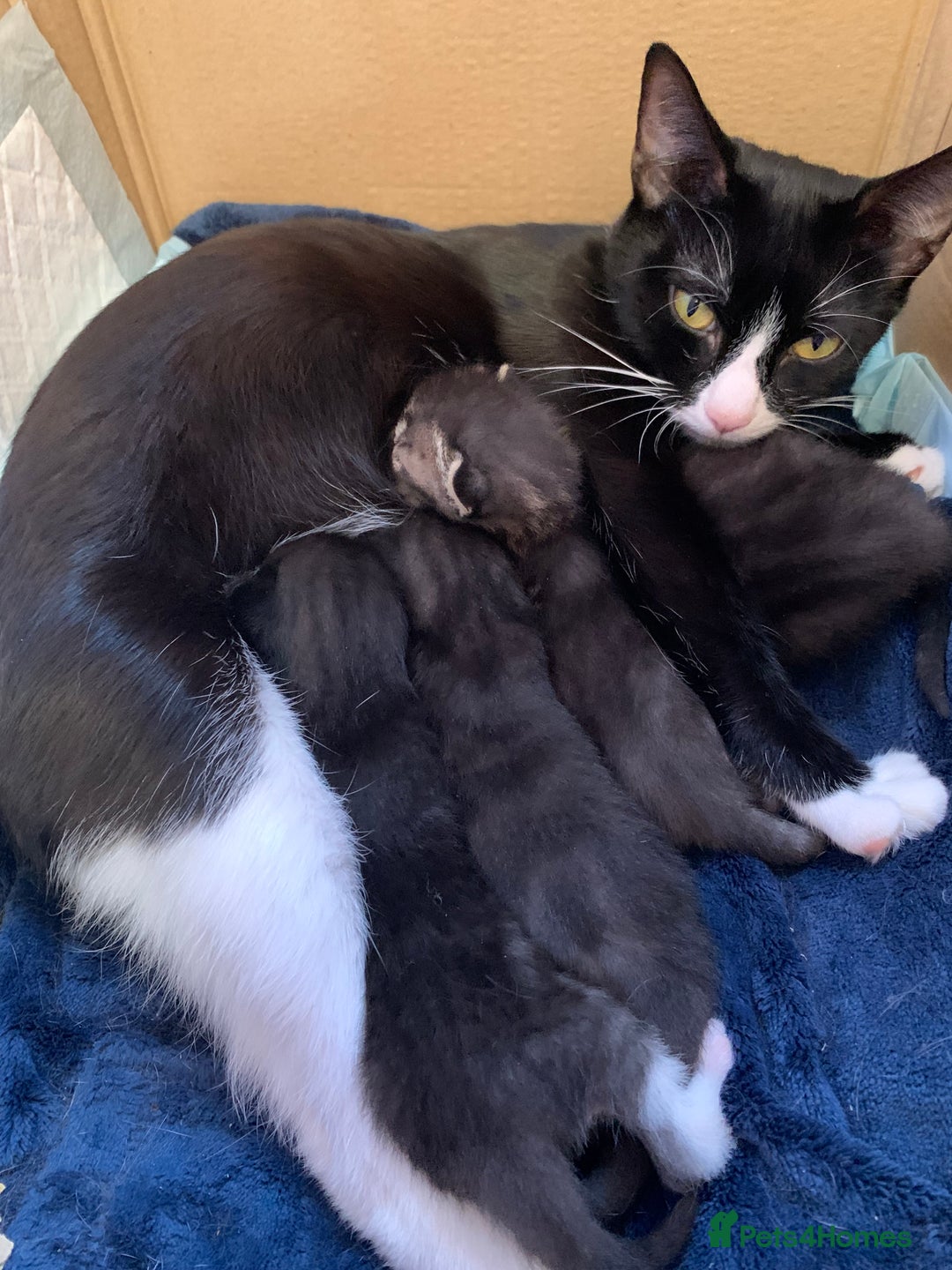 Domestic Shorthair cats for sale: Tabby kittens for sale - Image 17