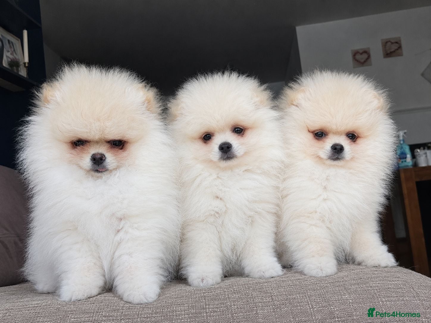 Pomeranian dogs  ✨KCRegistered ✨️ Teddy Bear Pomeranian Puppies 🐾 - Advert 1