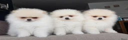 Pomeranian dogs for sale:  ✨KCRegistered ✨️ Teddy Bear Pomeranian Puppies 🐾 - Advert 1