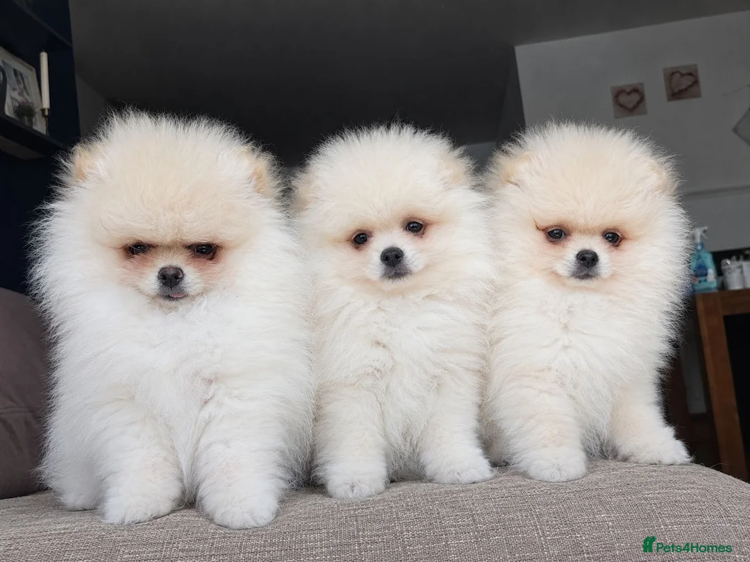 Pomeranian dogs for sale:  ✨KCRegistered ✨️ Teddy Bear Pomeranian Puppies 🐾 - Advert 1