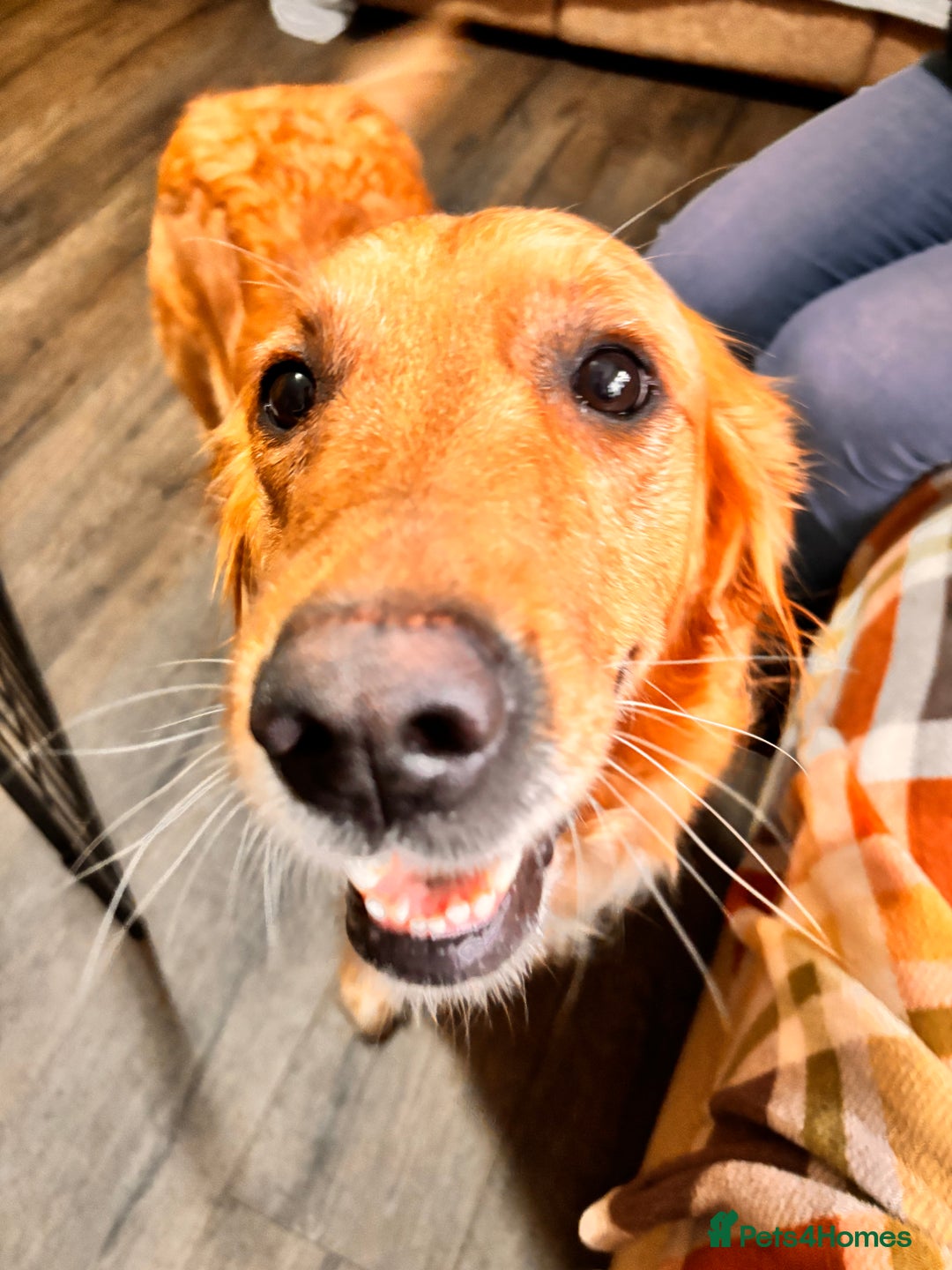 Mini Goldendoodle dogs for sale: ✨Stunning Red/Bronze Golden Doodle Pups ✨ - Advert 2