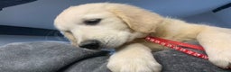 Golden Retriever dogs for sale: Golden Retrievers -Goadream kc  - Advert 14