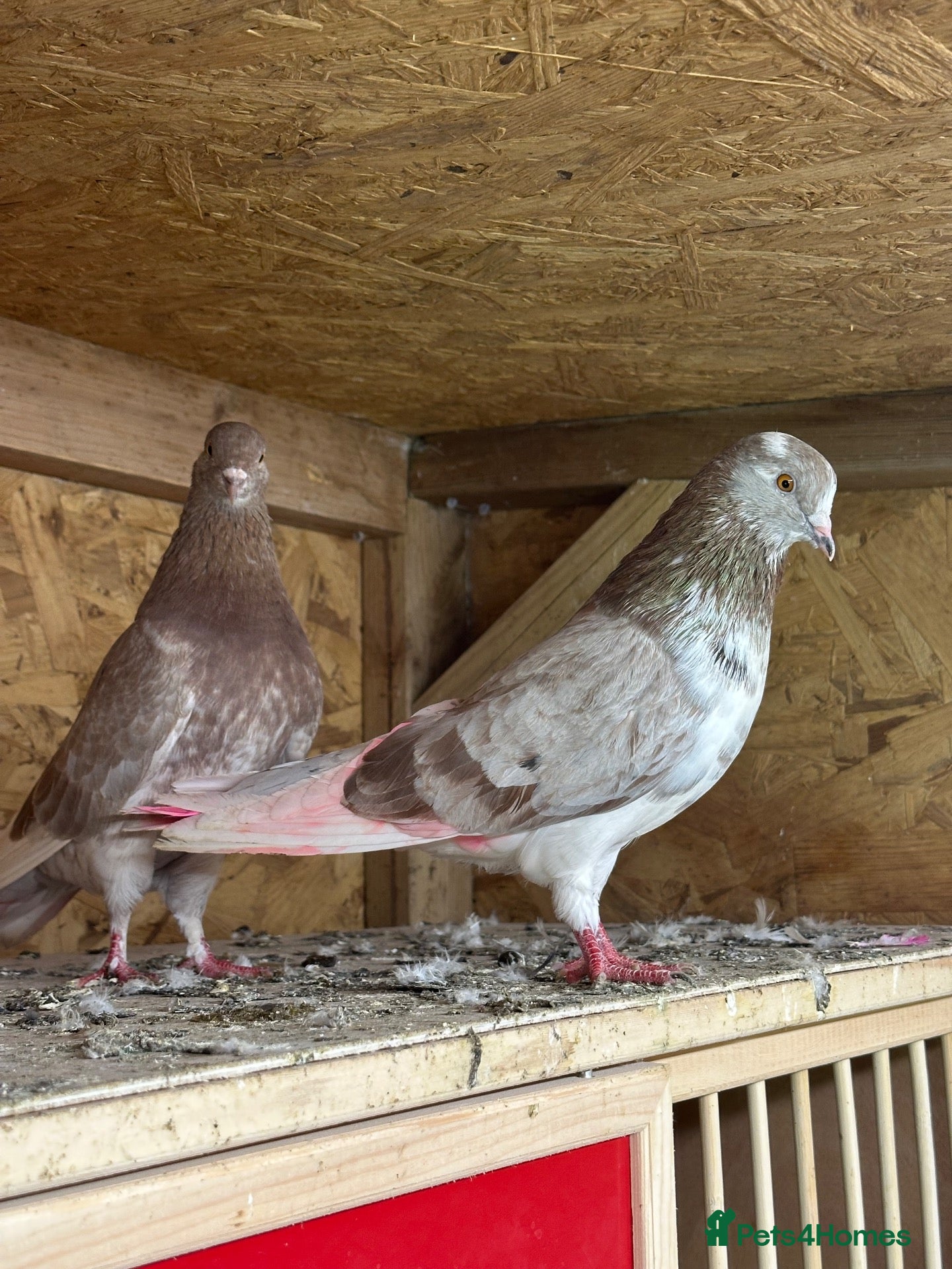 Pigeons birds Iranian kashan highflyers  - Advert 5