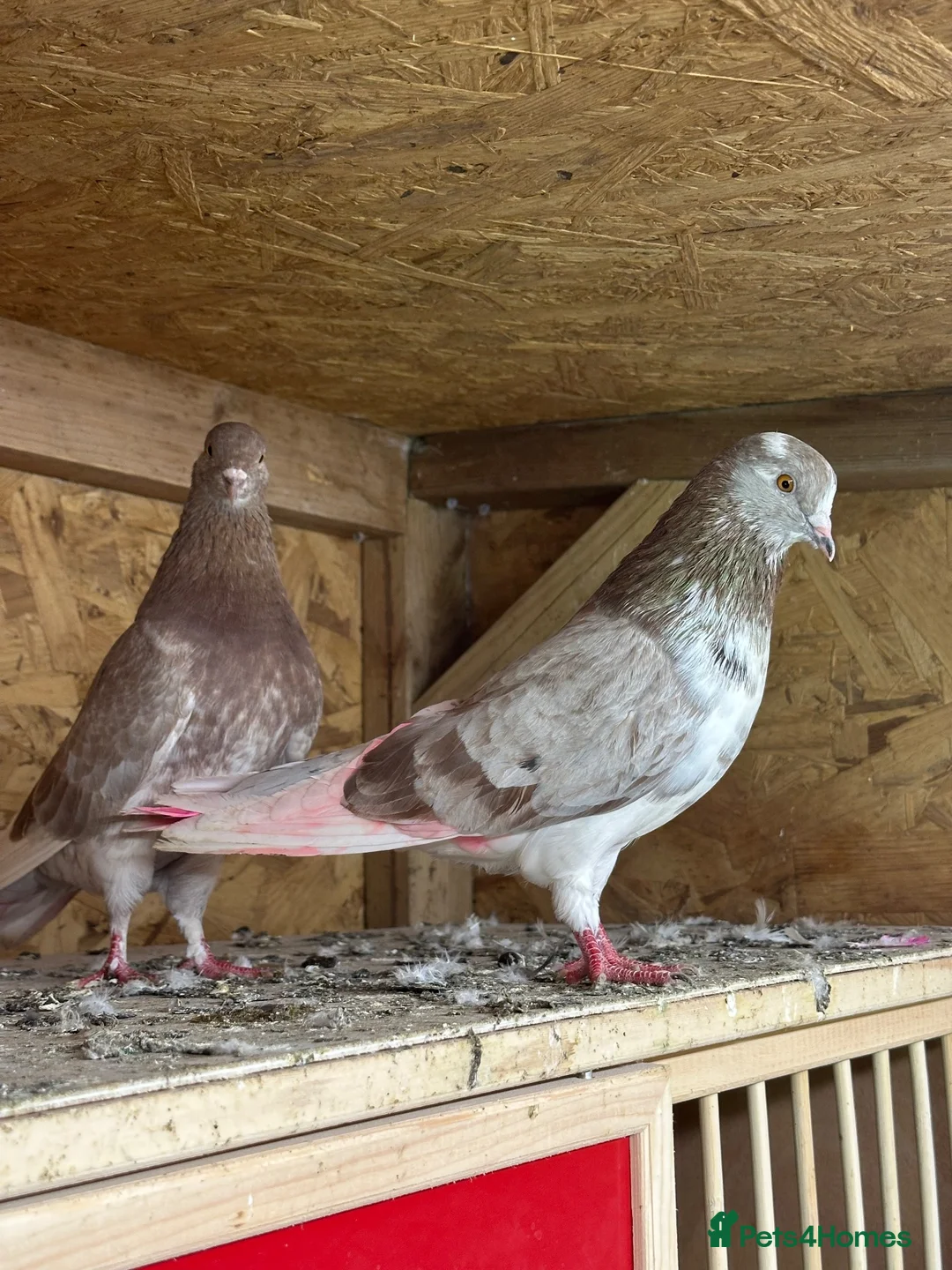 Pigeons birds for sale: Iranian kashan highflyers  in Birmingham - Advert 1
