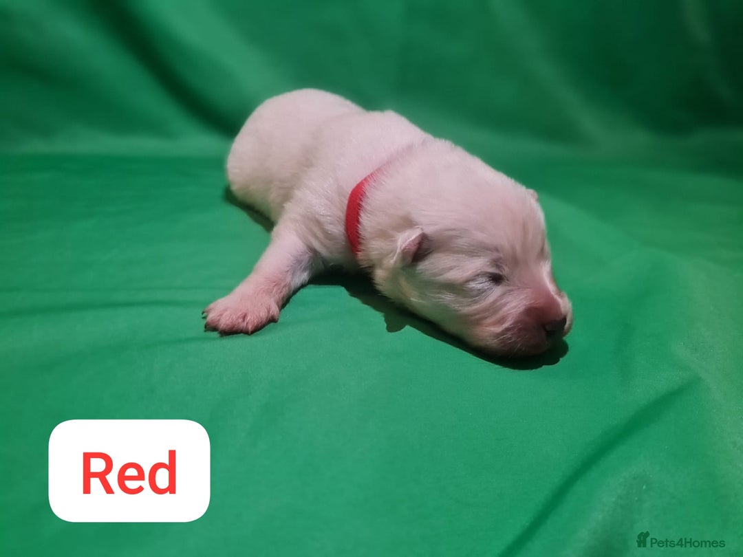 Samoyed dogs for sale: 🐾 Exceptional Pedigree Samoyed Puppies  🐾 - Image 19