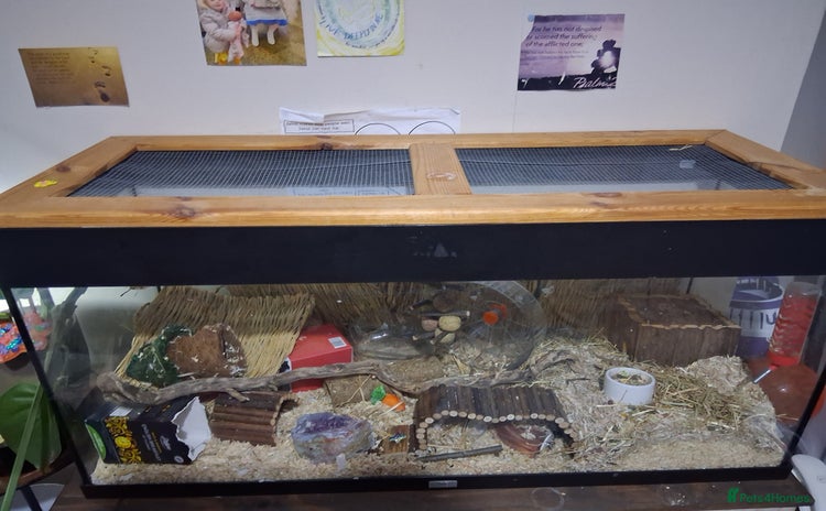 Hamster rodents - Advert 2