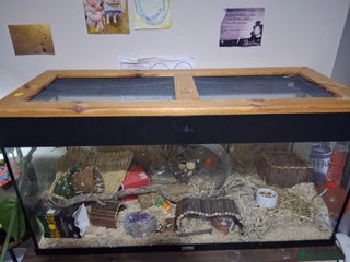 Hamster rodents - Advert 1