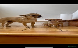 Chihuahua dogs for sale: ADORABLE SUPER TINY CHIHUAHUA PUPPIES - Image 17