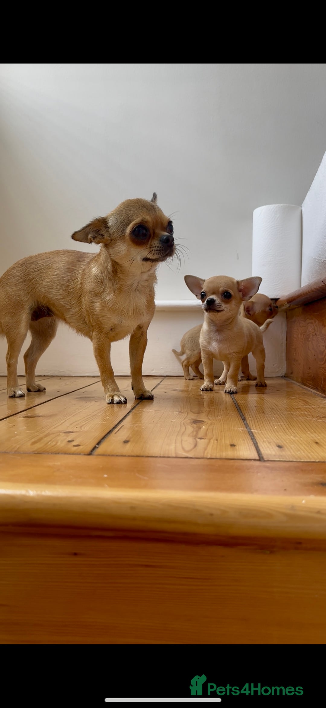 Chihuahua dogs for sale: ADORABLE SUPER TINY CHIHUAHUA PUPPIES - Image 17